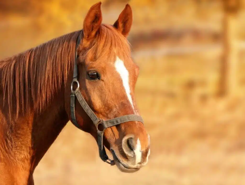 Rusty - Equine Assistant